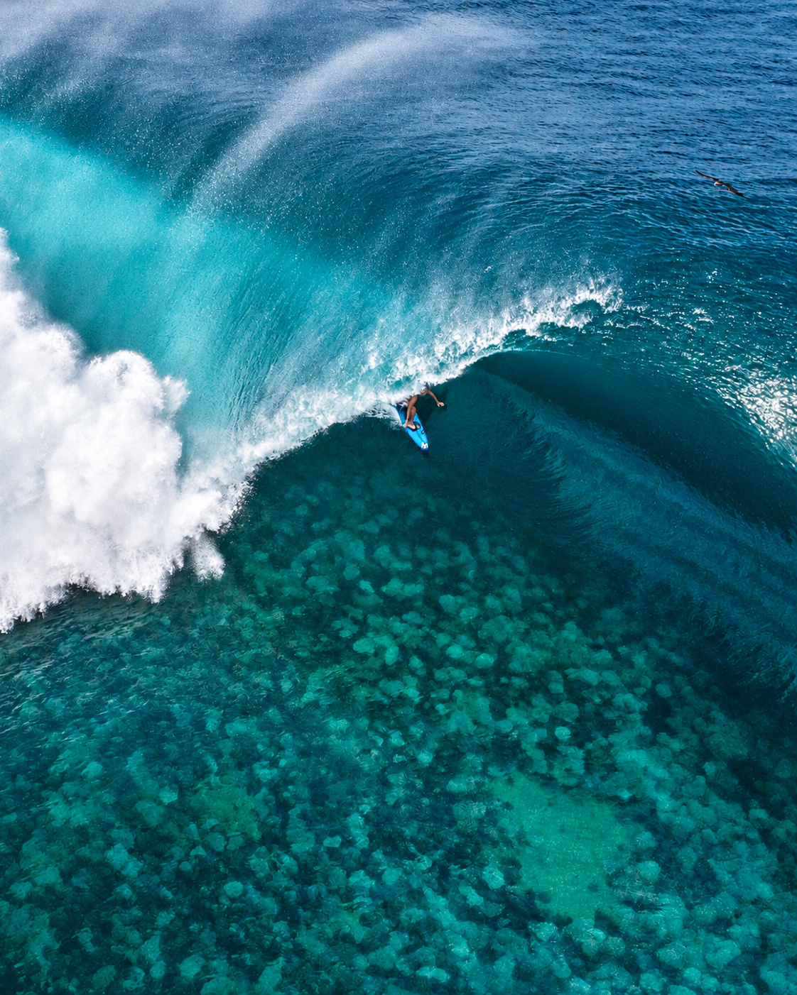 Aloha Festival community and ocean culture