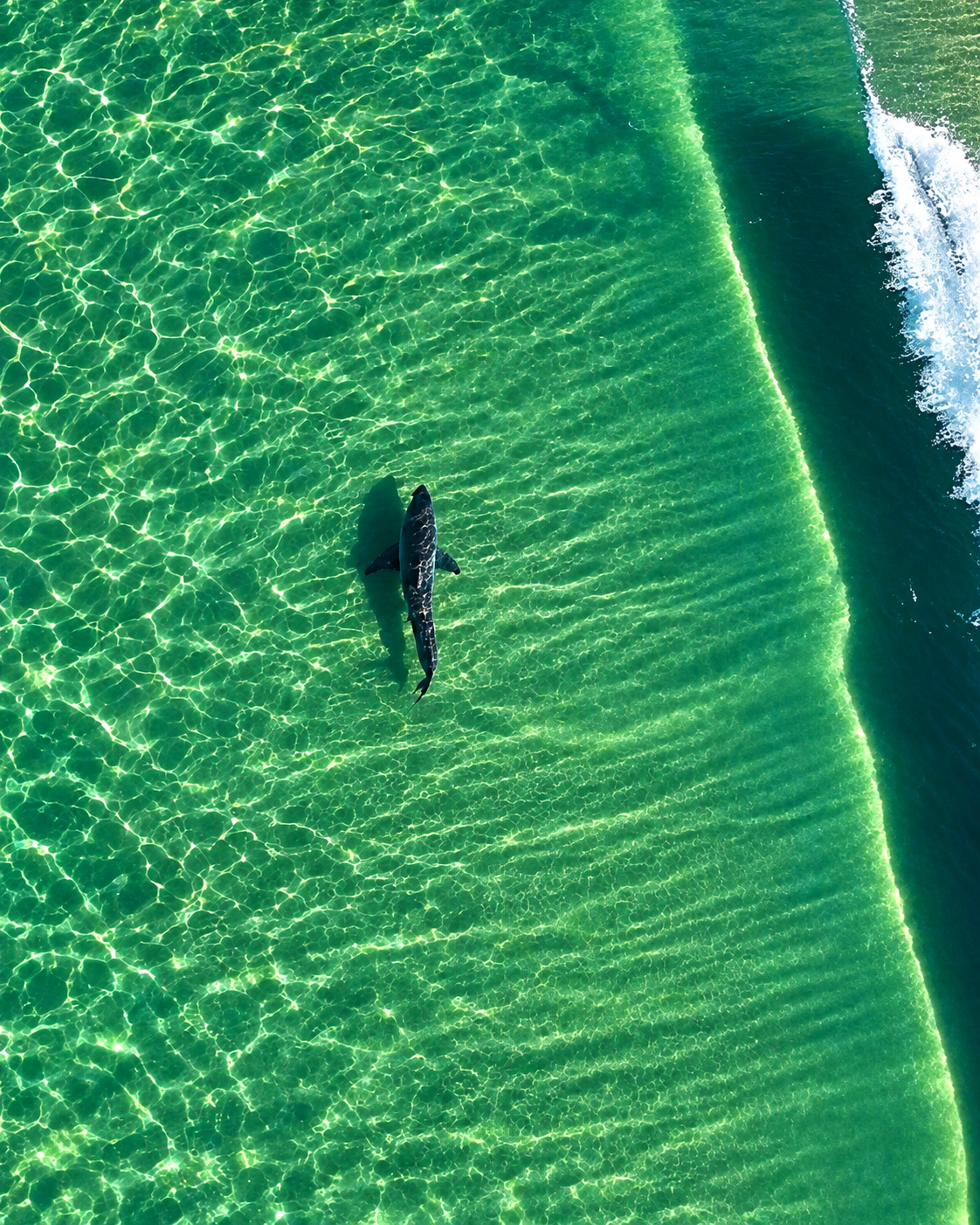 Shark Education and Mitigation